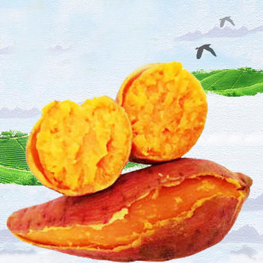 吉民生电商为您提供品质优良的四川红薯，价格实惠种类齐全，可提供四川红薯批发了零售及四川红薯的代理加盟。
