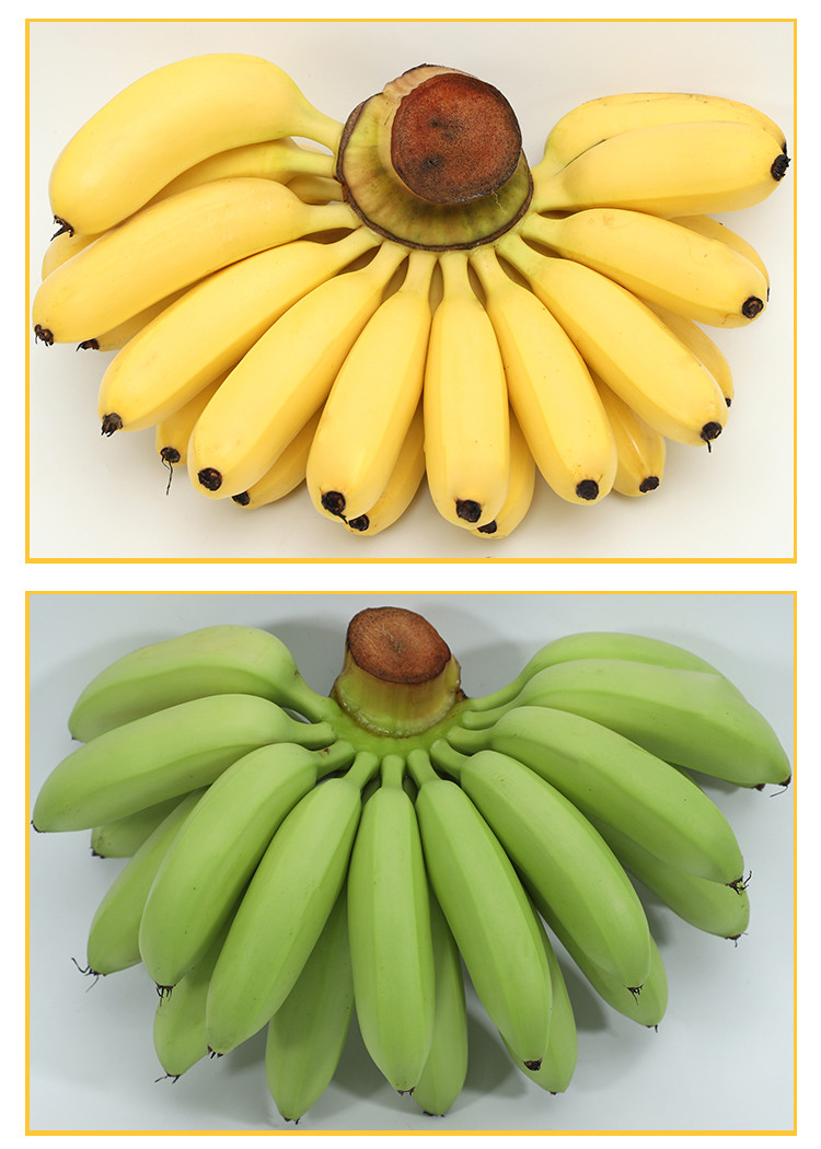 地理标志产品—海南香蕉 皇帝蕉 5斤